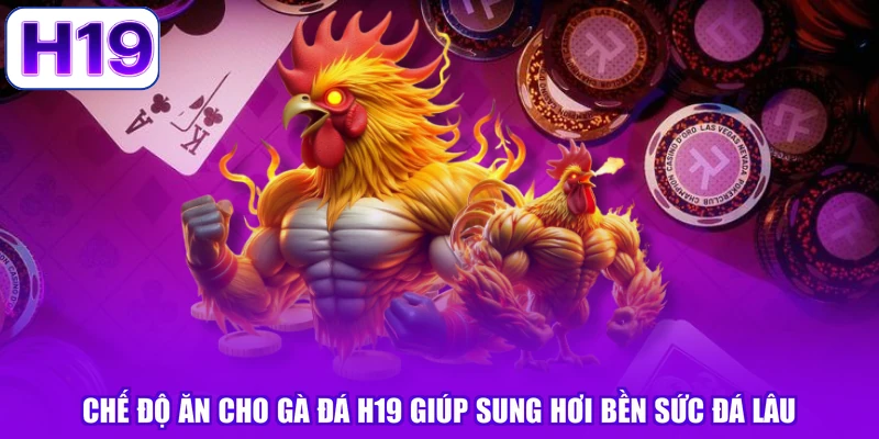 Chế Độ Ăn Cho Gà Đá H19 Giúp Sung Hơi Bền Sức Đá Lâu