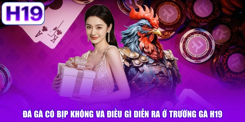 Đá Gà Có Bịp Không Và Điều Gì Diễn Ra Ở Trường Gà H19