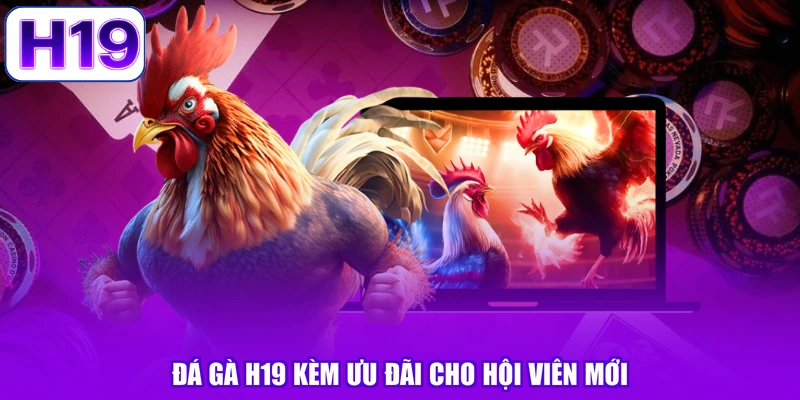 Đá gà H19 kèm ưu đãi cho hội viên mới